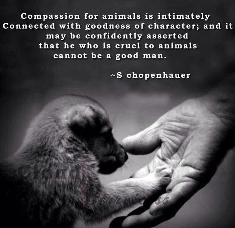 Compassion for animals is intimately Connected with goodness of character and it may be confidently asserted that he who is cruel to animals cannot be a good man S chopenhauer