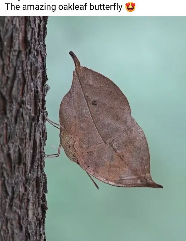 The amazing oakleaf butterfly