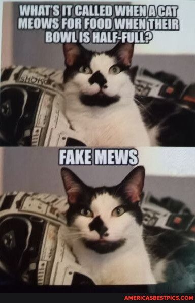 WHATS ITCALLED WHEN MEOWS FOR FOOD WHEN llWll H LTIETE v