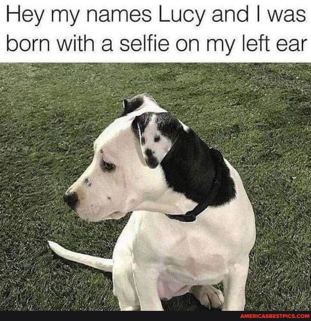 Hey my names Lucy and was born with a selfie on my left ear