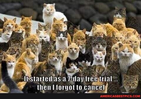 Lo 1 qeilllsnlil_imrevlnl P nenlforyottocancelf