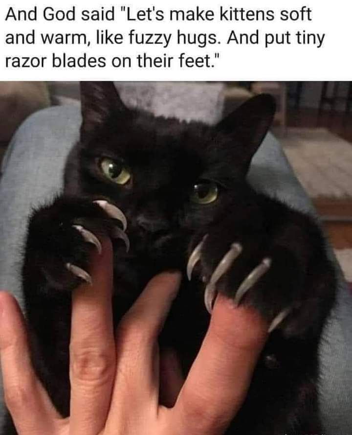 And God said Lets make kittens soft and warm like fuzzy hugs And put tiny razor blades on their feet