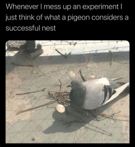 Whenever mess up an experiment just think of what a pigeon considers a successful nest