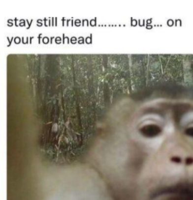 stay still friend bug on your forehead