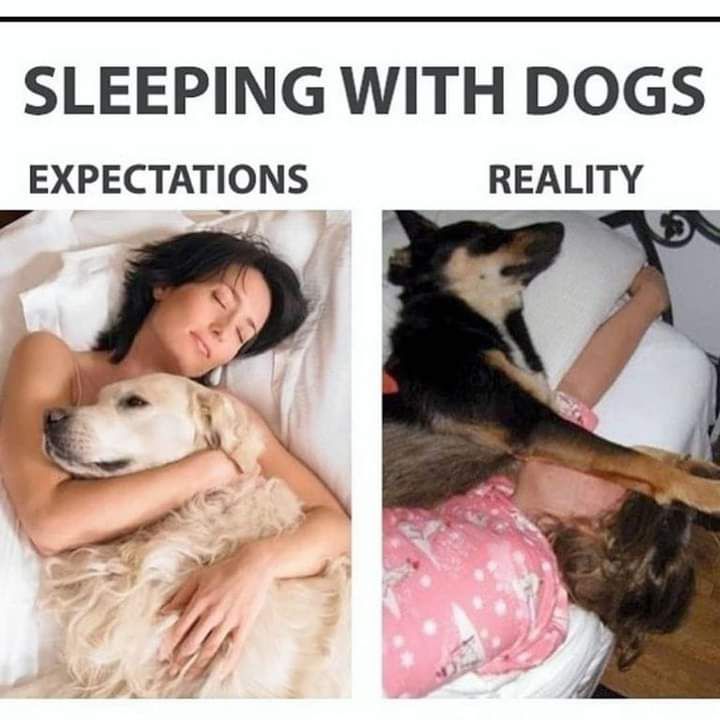 SLEEPING WITH DOGS EXPECTATIONS REALITY