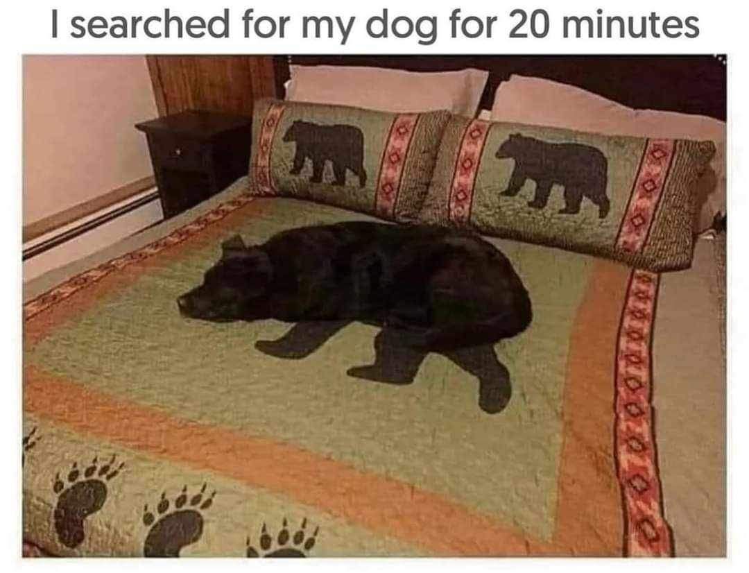 searched for my dog for 20 minutes