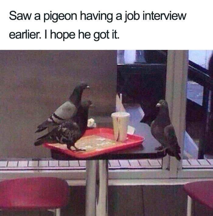 Saw a pigeon having a job interview earlier hope he got it