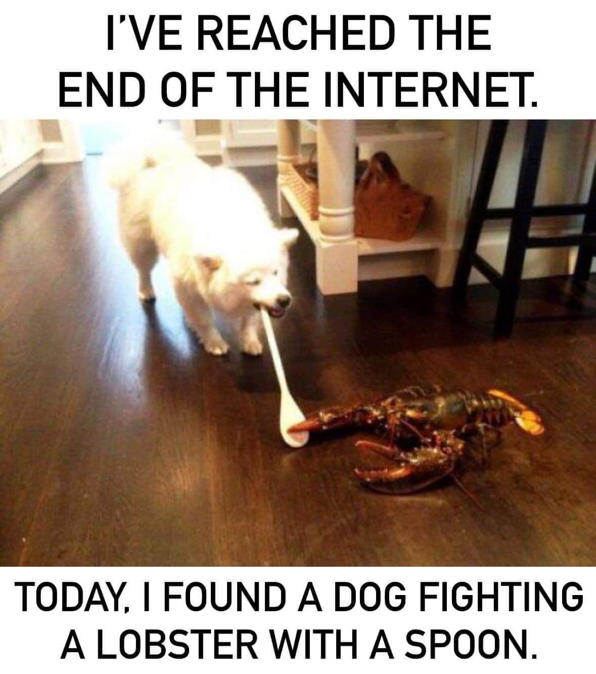 IVE REACHED THE END OF THE INTERNET ODAY FOUND A DOG FIGHTING A LOBSTER WITH A SPOON