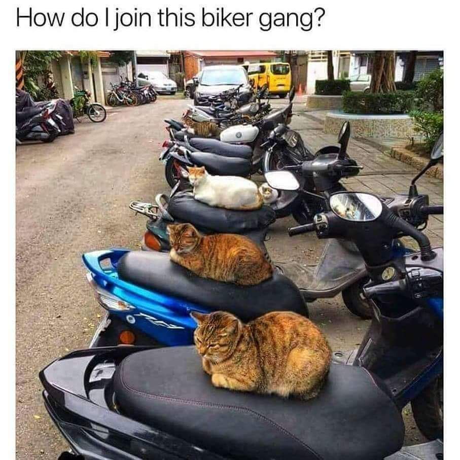 How do join this biker gang