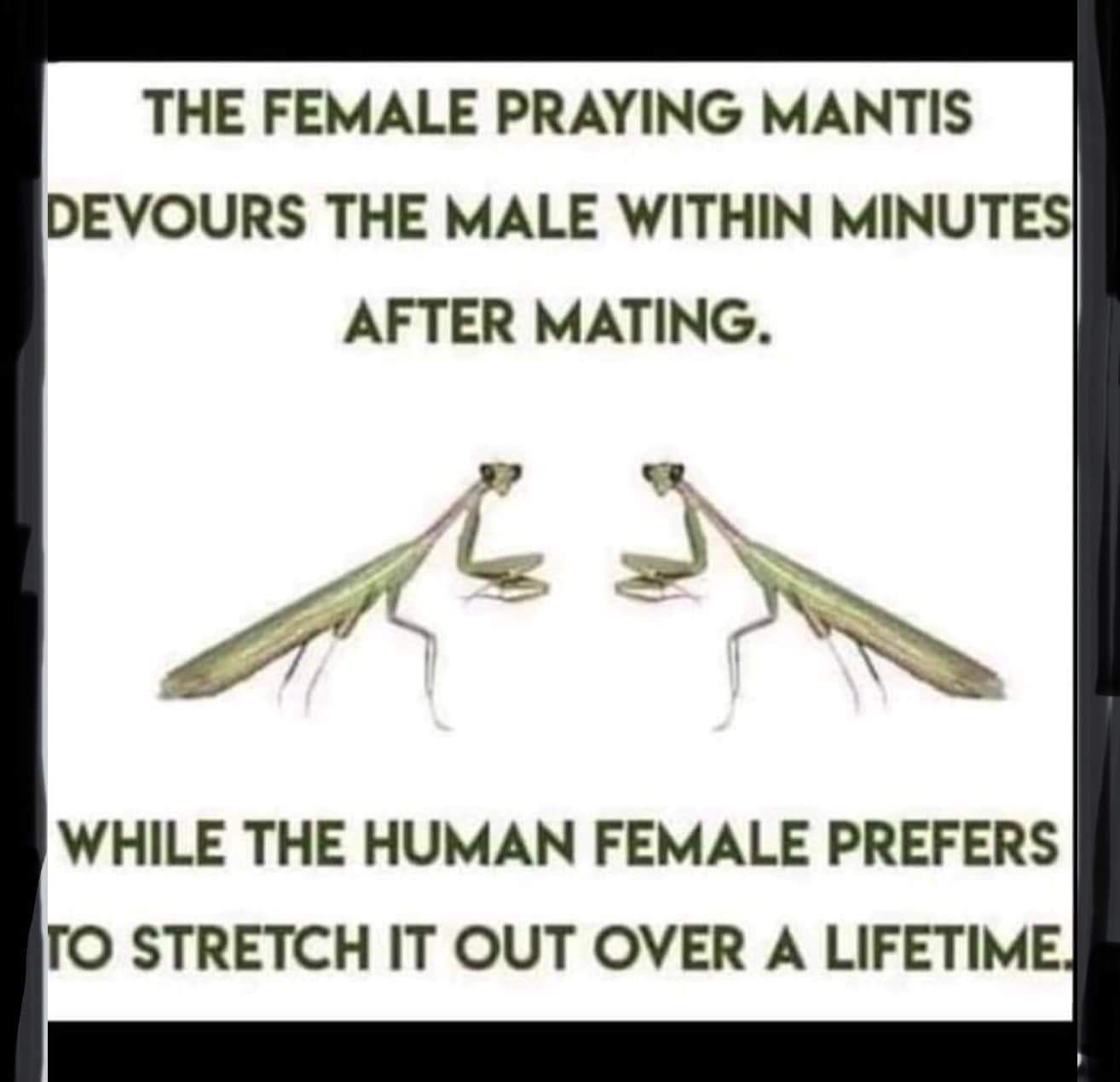 THE FEMALE PRAYING MANTIS DEVOURS THE MALE WITHIN MINUTES AFTER MATING q AN WHILE THE HUMAN FEMALE PREFERS TO STRETCH IT OUT OVER A LIFETIME