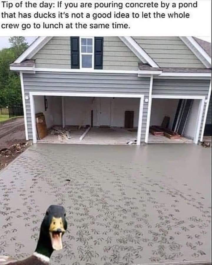 Tip of the day If you are pouring concrete by a pond that has ducks its not a good idea to let the whole crew go to lunch at the same time
