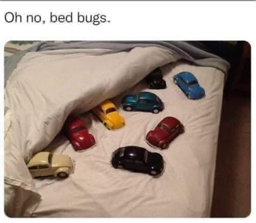 Oh no bed bugs