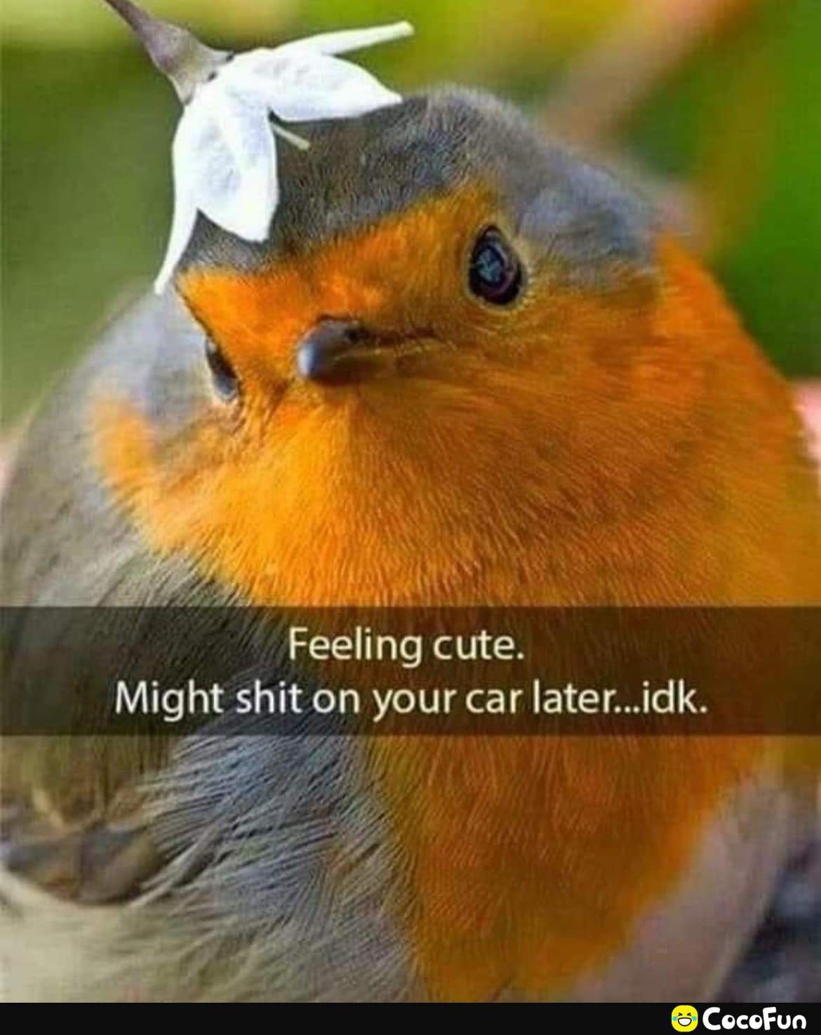 Feellng cute Mlght shit on your car lateridk CocoFun