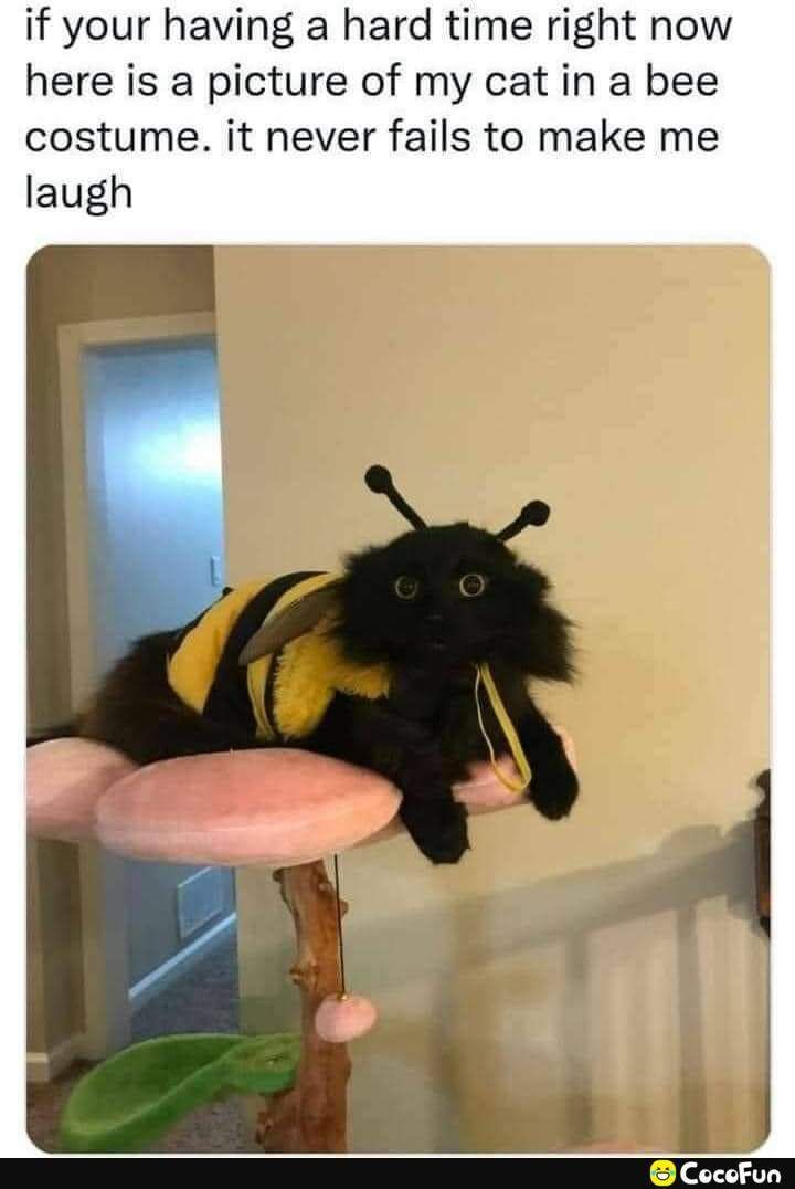 if your having a hard time right now here is a picture of my cat in a bee costume it never fails to make me laugh CocoFun