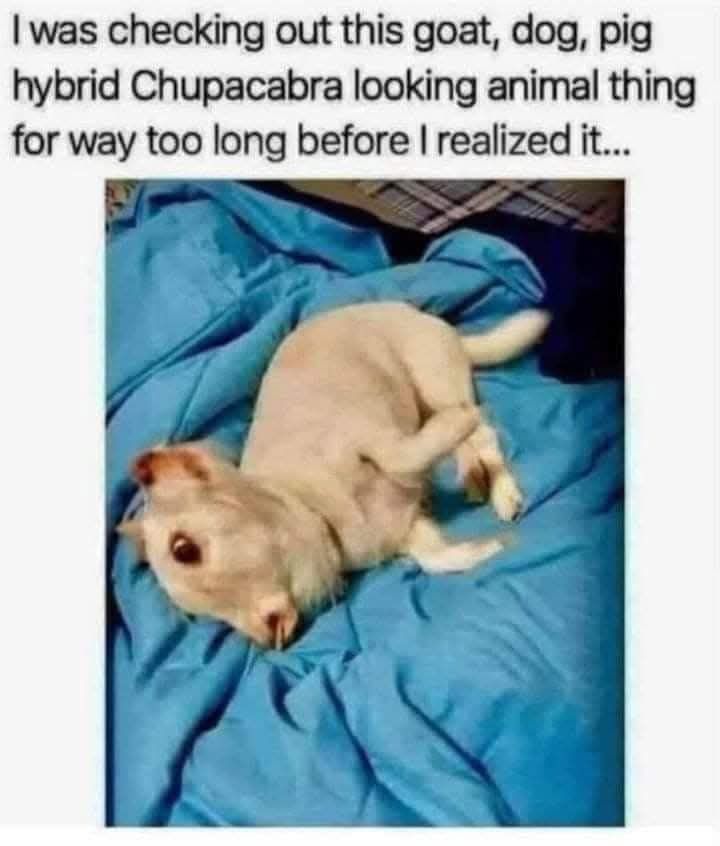 was checking out this goat dog pig hybrid Chupacabra looking animal thing for way too long before realized it