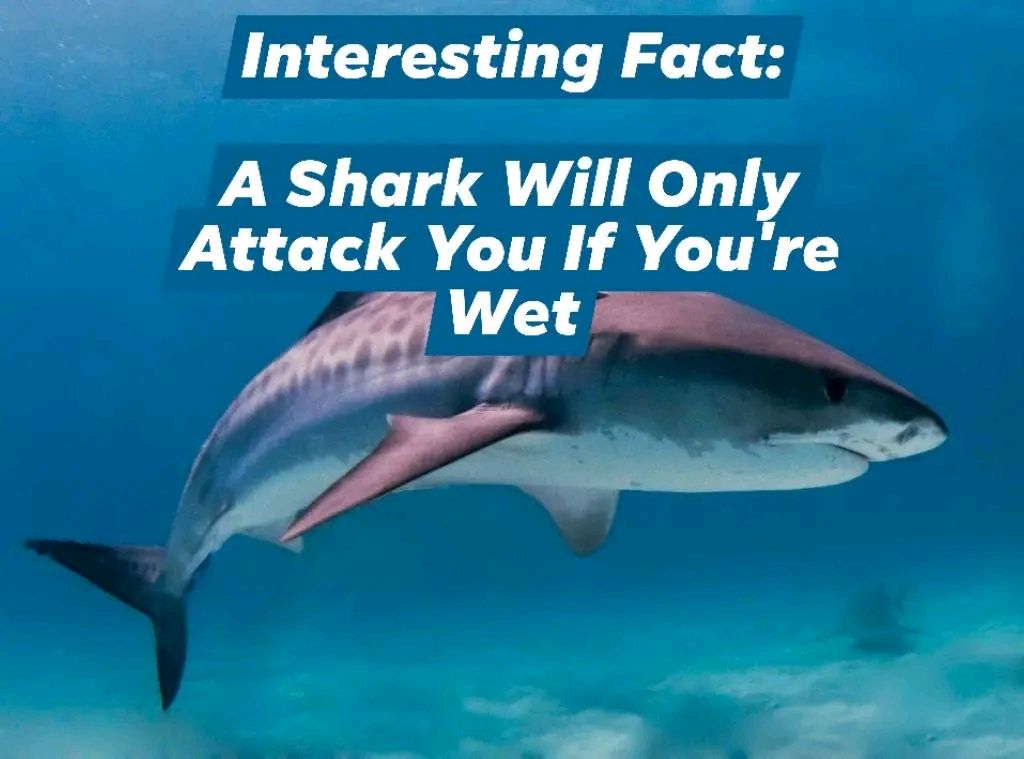 Interesting Fact: A Shark Will Only Attack You If You're Wet