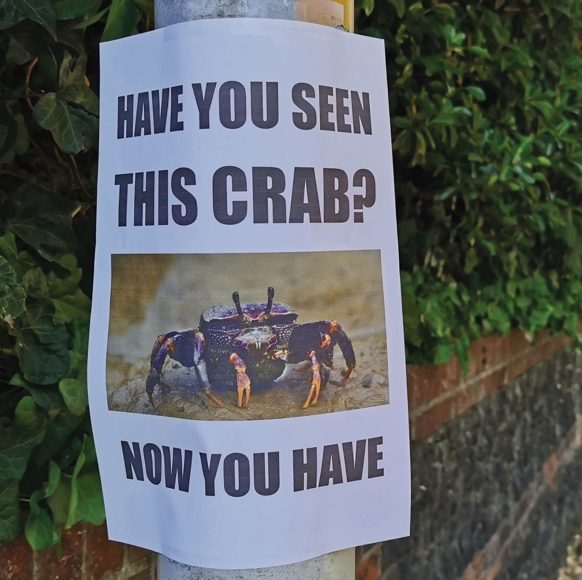 HAVE YOU SEEN THIS CRAB? NOW YOU HAVE