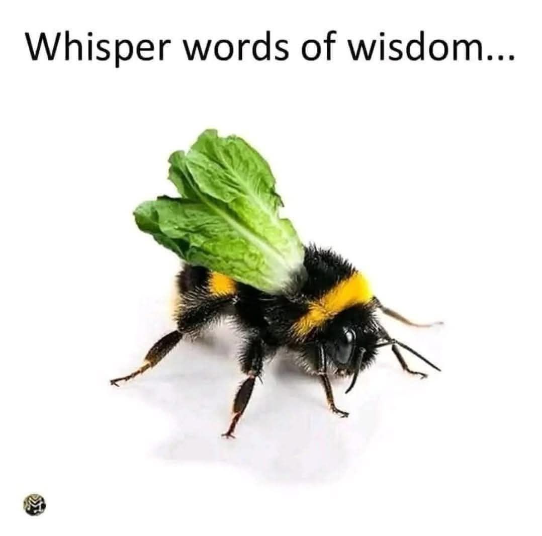 Whisper words of wisdom... A bumblebee with lettuce leaves as wings, creating a visual pun on 'lettuce bee' which sounds like 'let us be'.