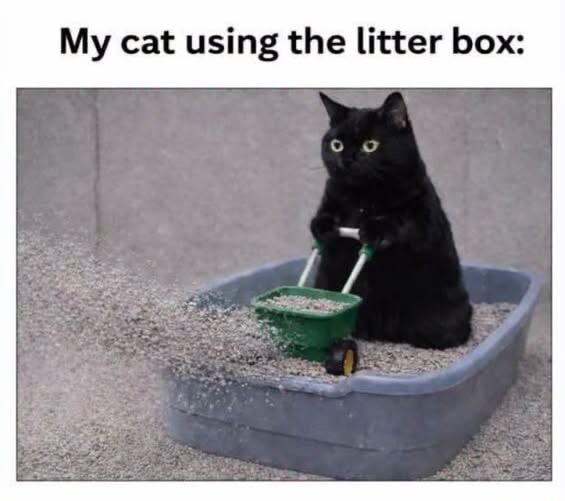 My cat using the litter box: