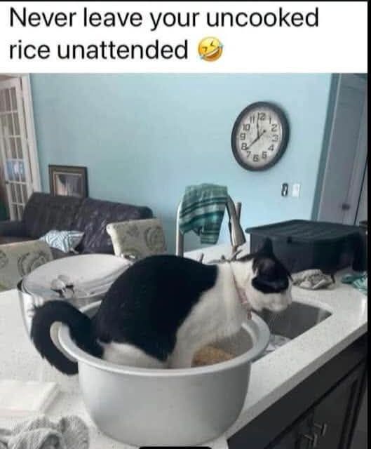Never leave your uncooked rice unattended 😂