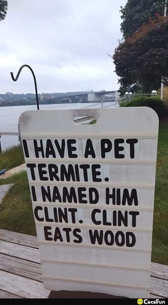 i WAVE A PET 2 ERMITE