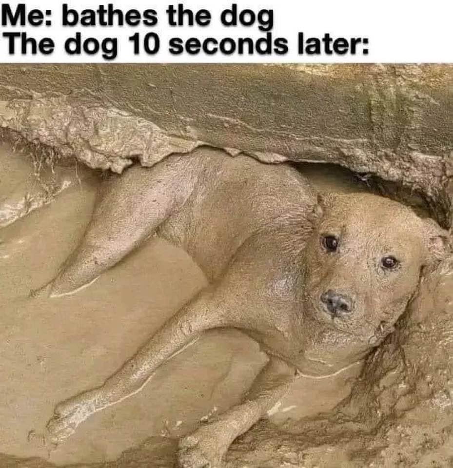 Me bathes the do The dog 10 seconds later