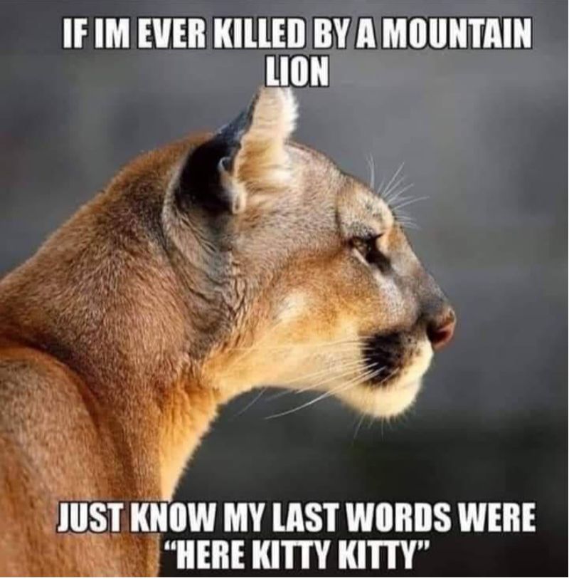 IFIM EVER KILLED BY AMOUNTAIN lllST KNOW MY LAST WORDS WERE 5 HERE KITTY KITTY