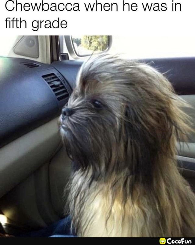 hewbacca when he was In fifth grad