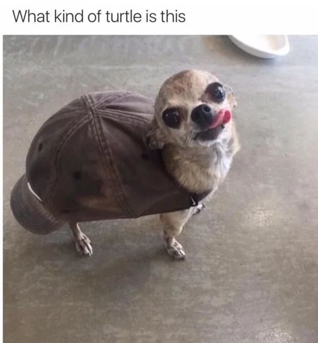 What kind of turtle is this
