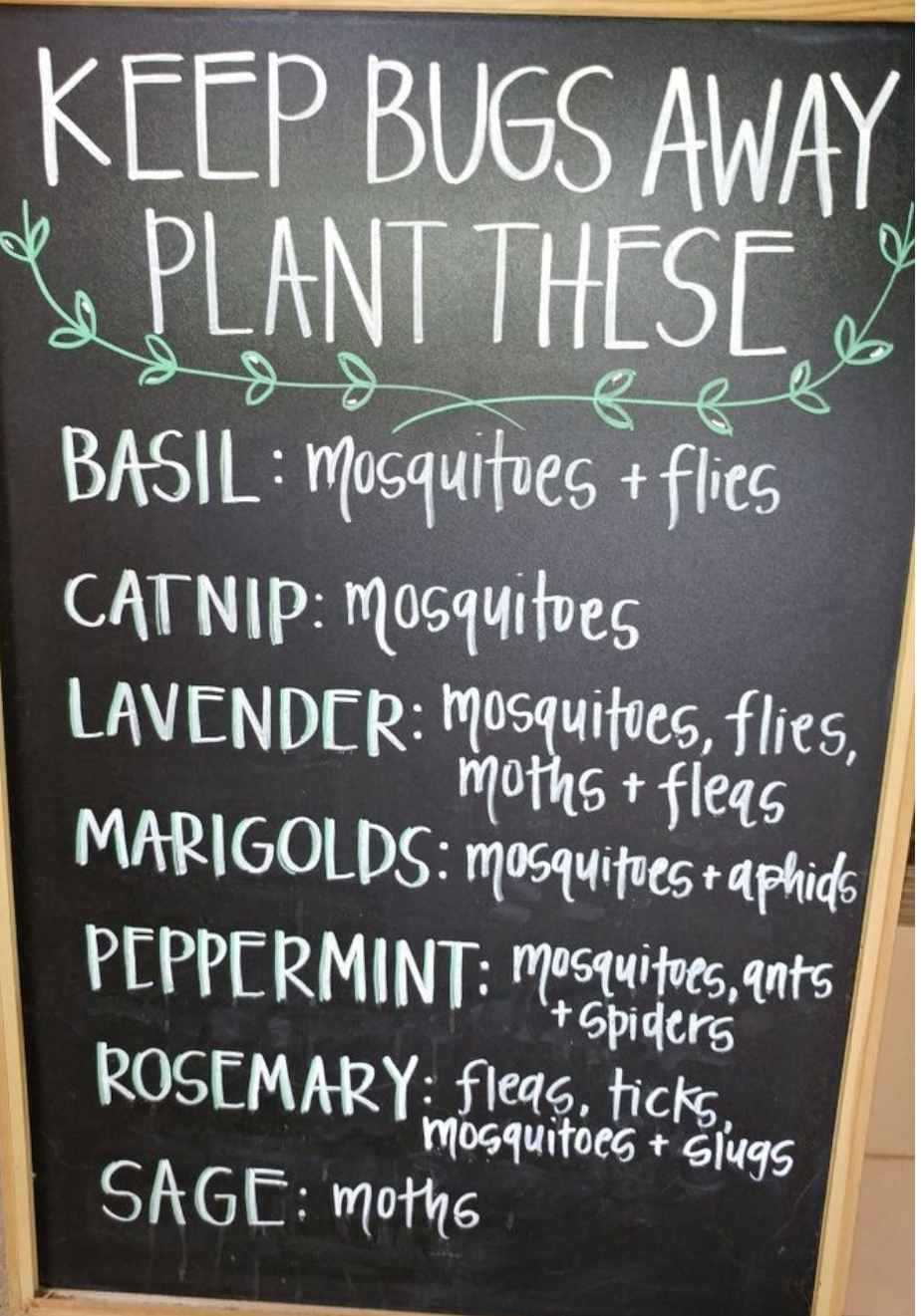 BASIL osquitues flies CATNIP M0squitves W ul 8 leifcs flies 5 fleqs MARGOLD lfucgfqds PEPPERMINT y uhes ants ROSEMARY eqe hc Mosquitoes Glugs SAGE mothe