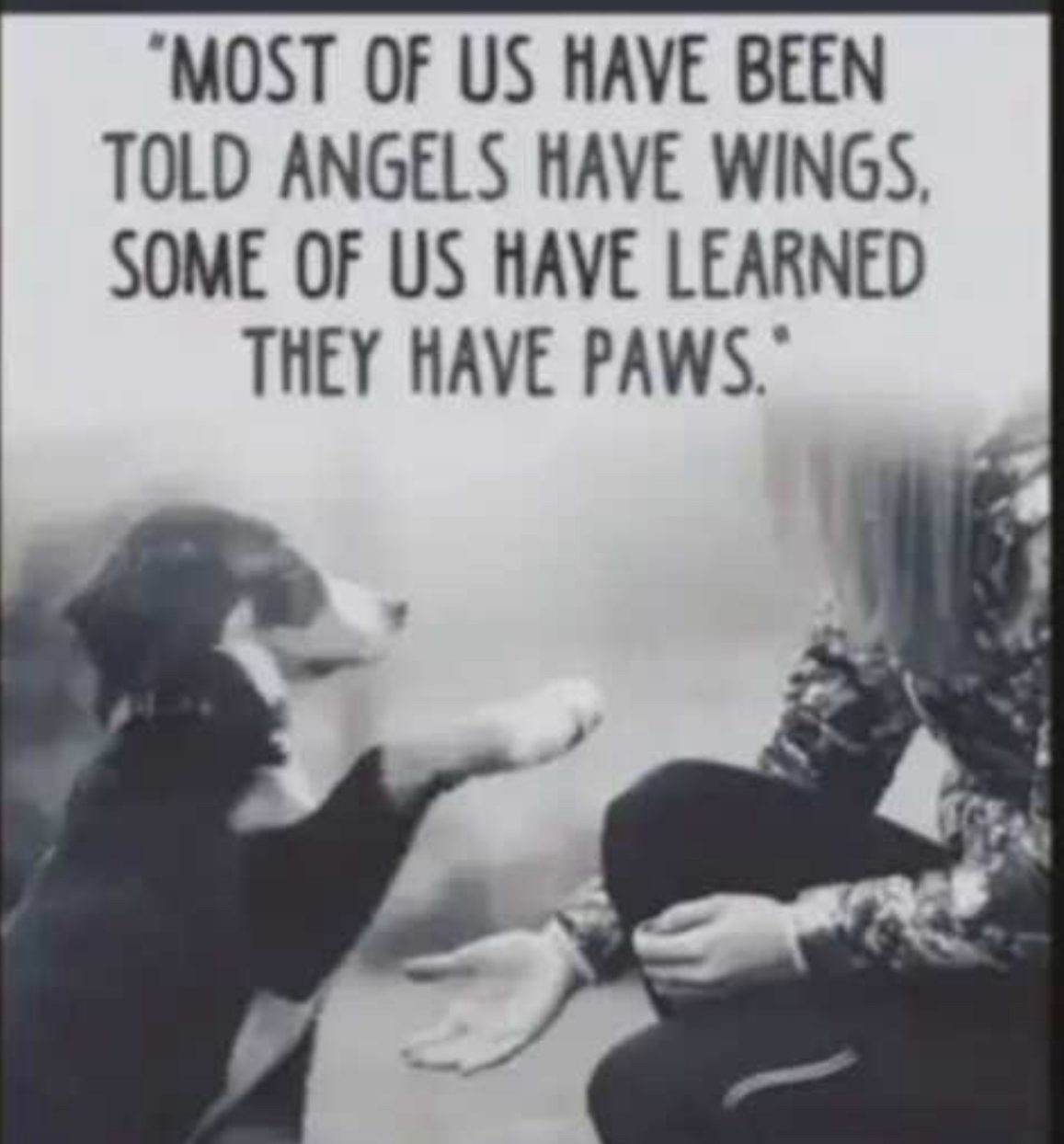 MOST OF US HAVE BEEN TOLD ANGELS HAVE WINGS SOME OF US HAVE LEARNED THEY HAVE PAWS