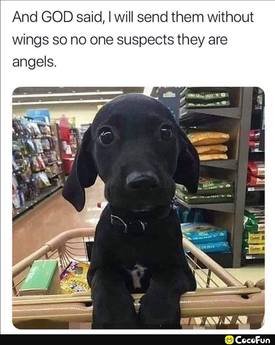 And GOD said will send them without Wwings so no one suspects they are angels S CocofFun