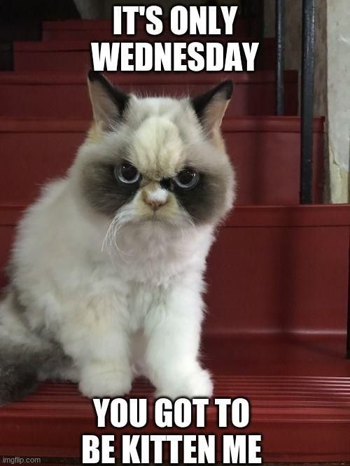 ITS ONLY WEDNESDAY YOUGOTTO BEKITTEN ME