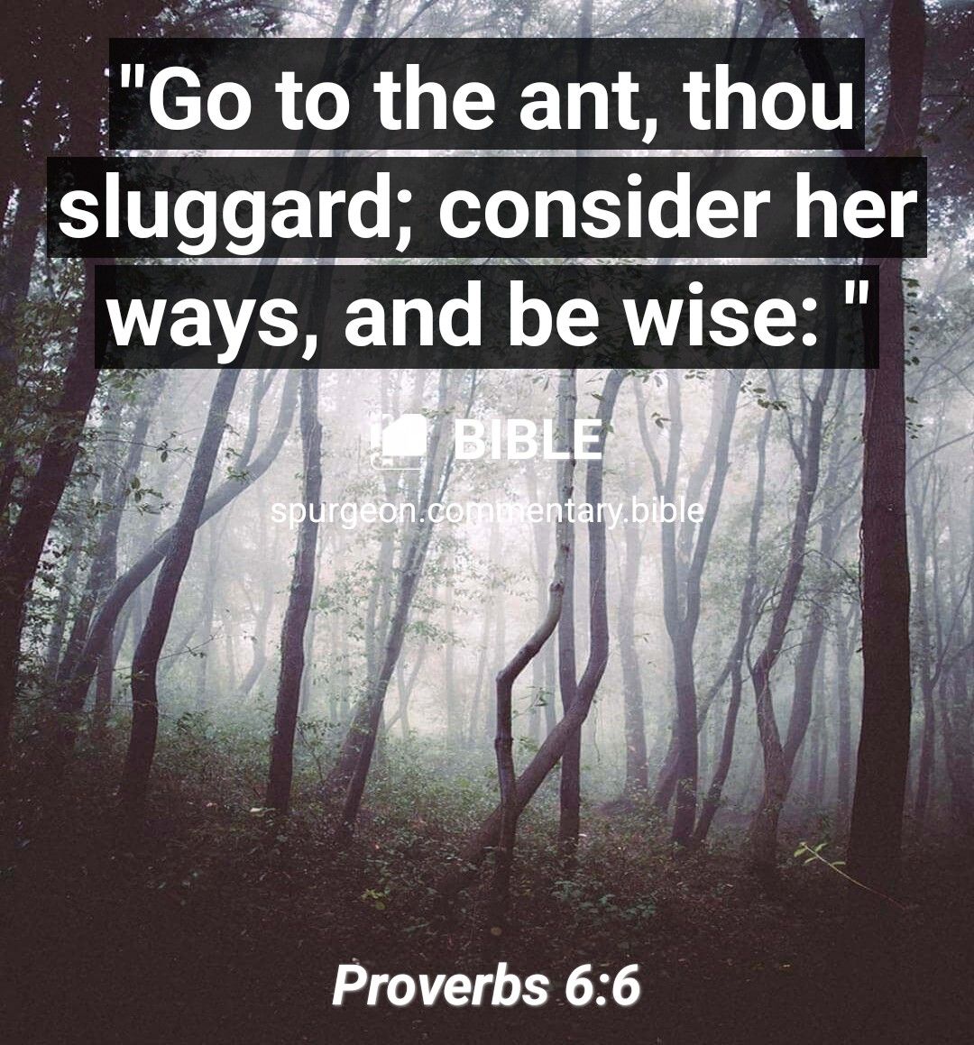 Go to the ant thou sluggard consider her Proverbs 66