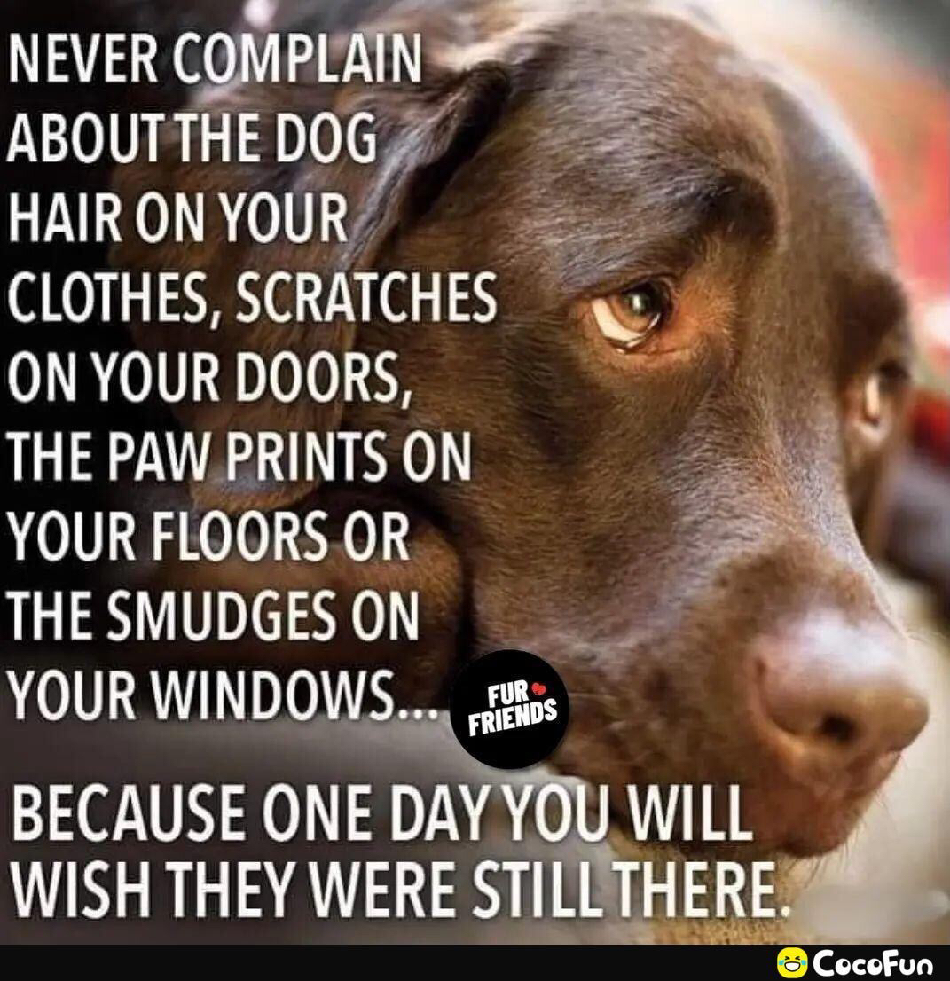 NEVER CQMPLA ABOUTTHE DOG HAIR ON YOUR CLOTHES SCRATCHES ON YOUR DOORS THE PAWPRINTS ON YOUR FLOORSOR THE SMUDGES ON YOUR WINDOWS s BECAUSE ONMWI LL WISH THEY WERE STILLTHERE CocofFun