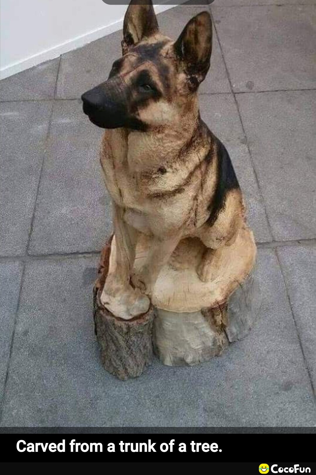 o Carved from a trunk of a tree CocoFun