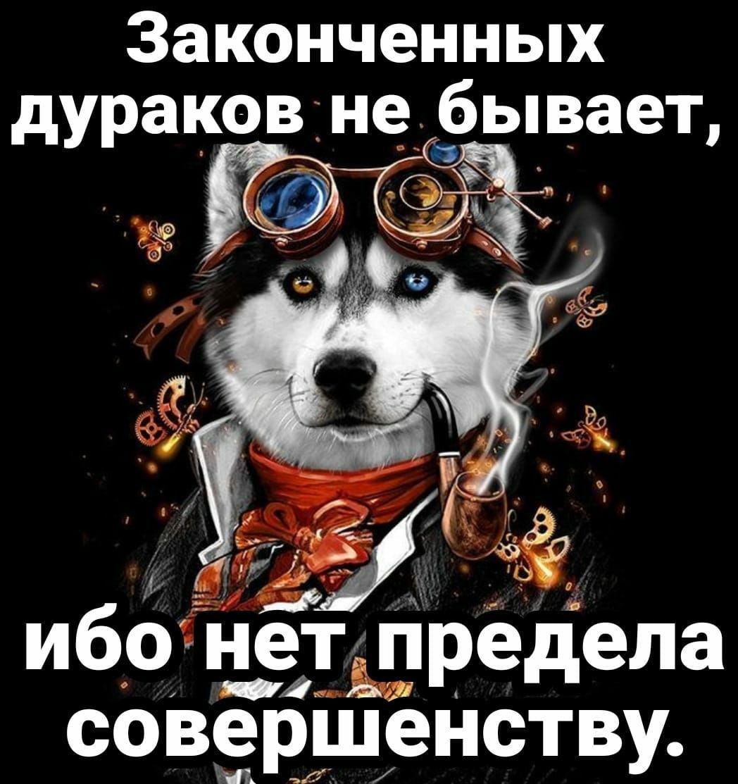 Законченных дураков не бывает ЕлИя ибонет предела жару 2 Вк В совершенству