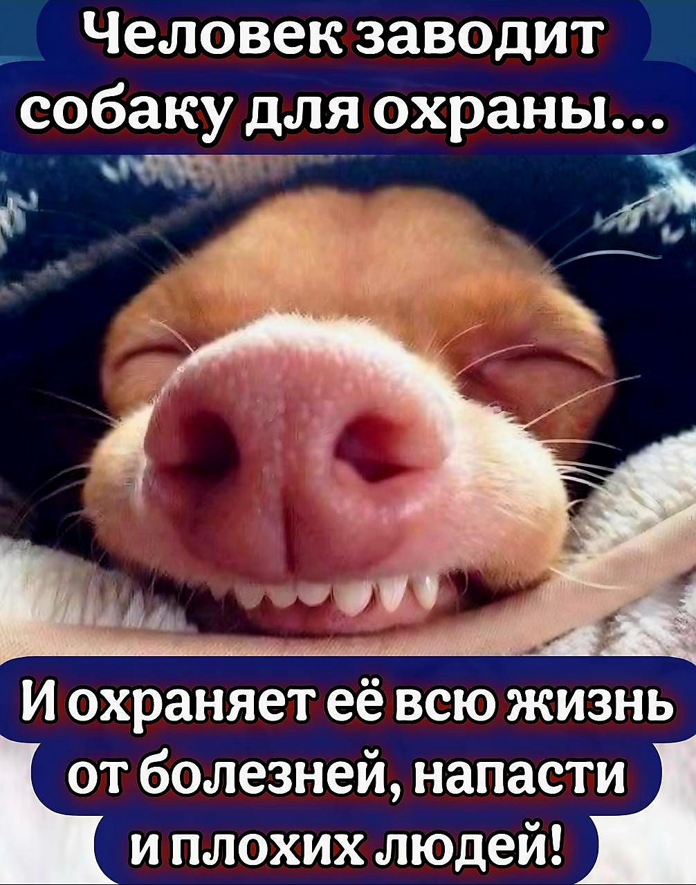 Человекзаводит собаку Ин 6 Е Ко 4 ог 1 РАЯ зн И охраняет её всю жизнь отболезней напасти иплохих людей