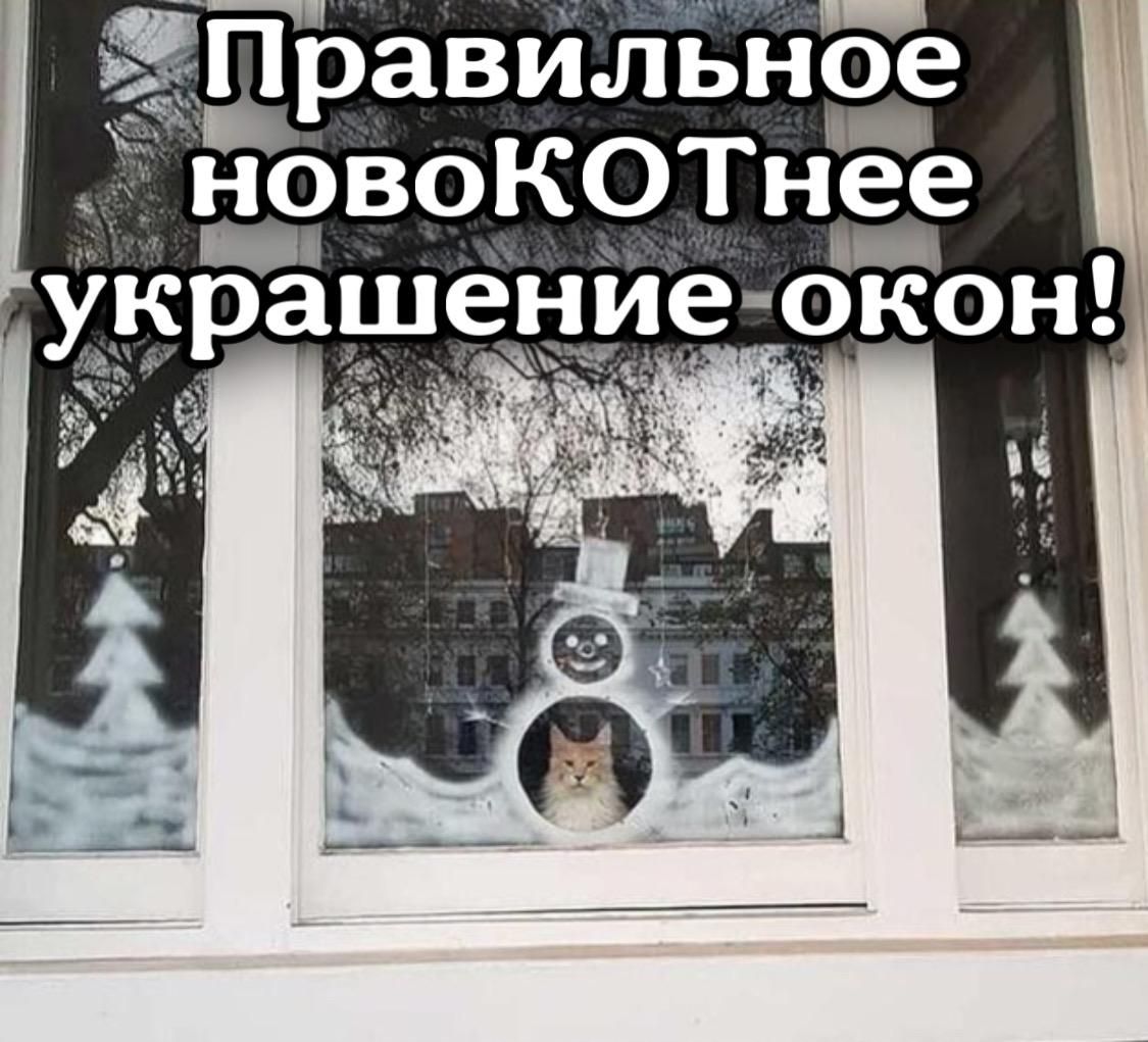 ЗЦравильное новоКОТнее