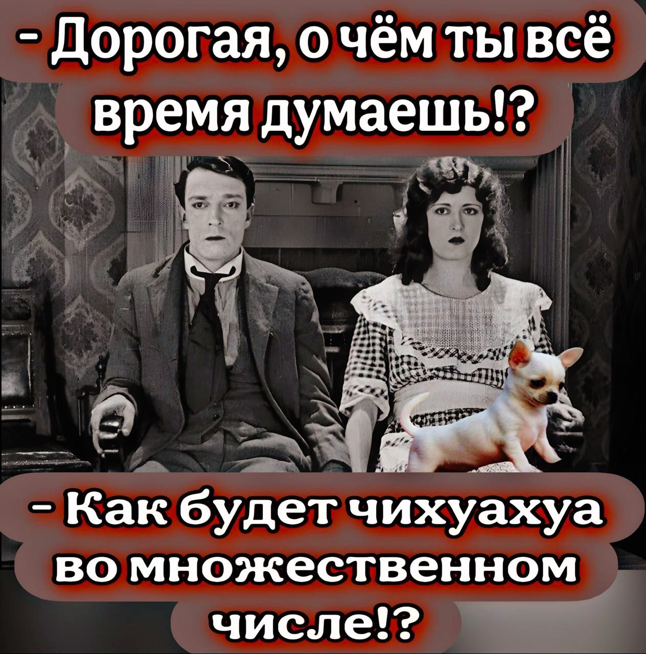 Дорогая о чём ты всё время думаешь Как будет чихуахуа вомножественном числе