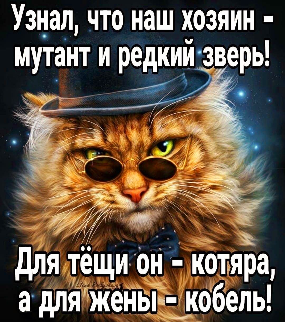Узнал что наш хозяин мутант И редкии зверь Для тещи он котяра а дляжены кобель
