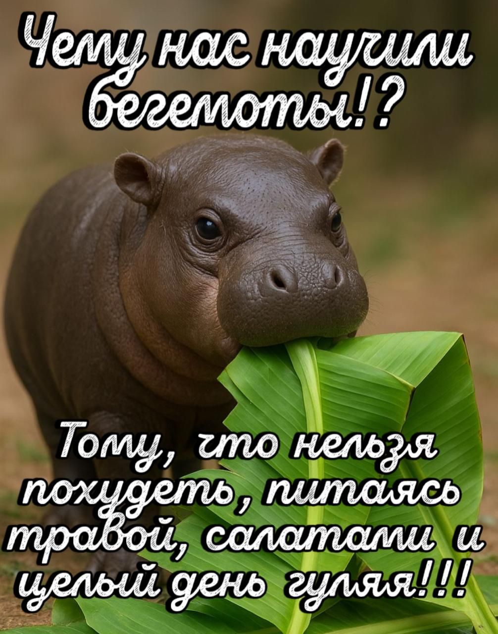 Чему нас научили бегемоты!? Тому, что нельзя похудеть, питаясь травой, салатами и целый день гуляя!!!