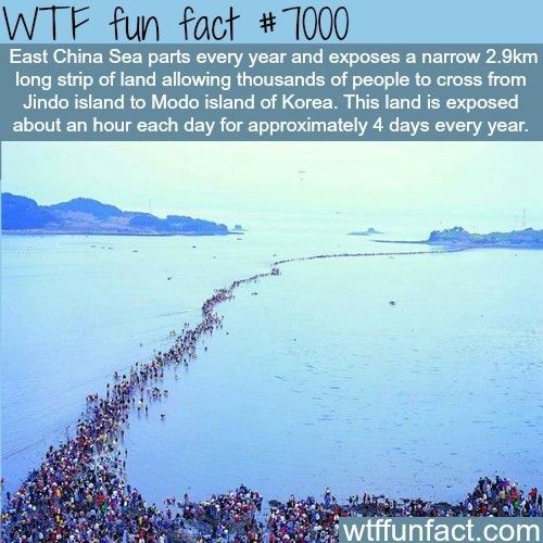 WTF fun fact 7000 East China Sea parts every year and exposes a narrow 29km long strip of land allowing thousands of people to cross from Jindo island to Modo istand of Korea This land is exposed about an hour each day for approximately 4 days every year