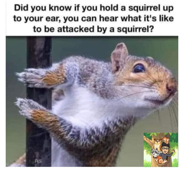 Did you know if you hold a squirrel up to your ear you can hear what its like to be attacked by a squirrel