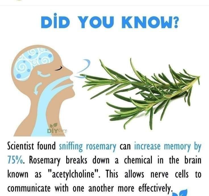 DiD YOU KNOW R Scientist found sniffing rosemary can increase memory by 75 Rosemary breaks down a chemical in the brain known as acetylcholine This allows nerve cells to communicate with one another more effectively