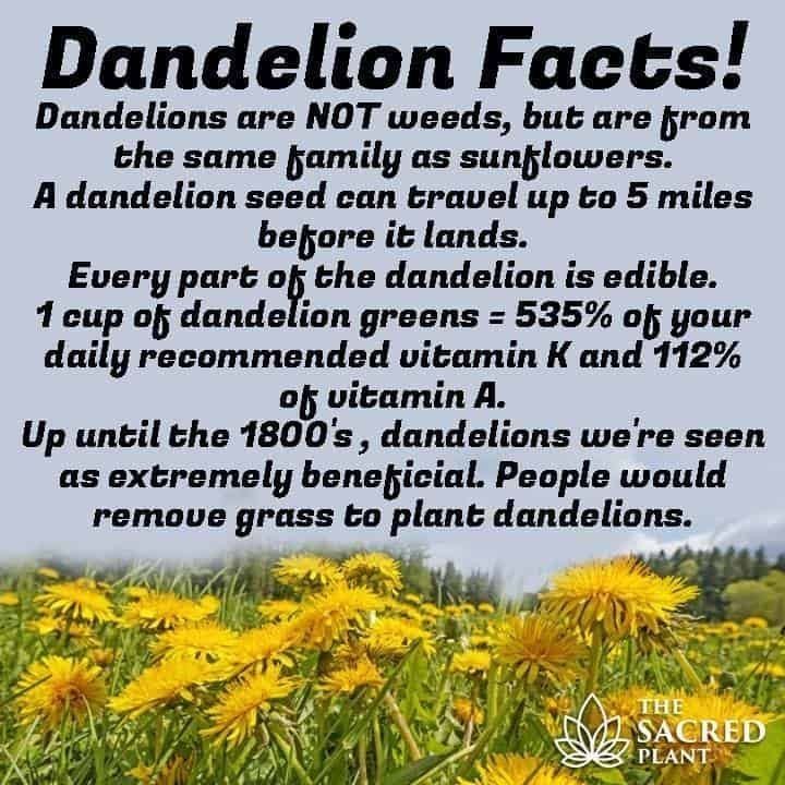 Dandelion Facts Dandelions are NOT weeds but are from the same family as sunfjlowers A dandelion seed can travel up to 5 miles befjore it lands Every part ofj the dandelion is edible 1 cup ofy dandelion greens 535 of your daily recommended vitamin K and 112 ofj vitamin A Up until the 1800s dandelions were seen as extremely beneficial People would remove grass to plant dandelions