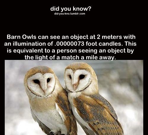 did you know S yoknn bl com LETGRe ERELELEEL L E E e A L E R an illumination of 00000073 foot candles This EEGTIVEEL I CE N EEET L R Y