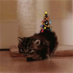 Cat with a tiny Christmas tree perched on its back.