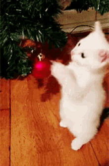 A white cat standing on hind legs reaching for a red Christmas ornament on a tree.