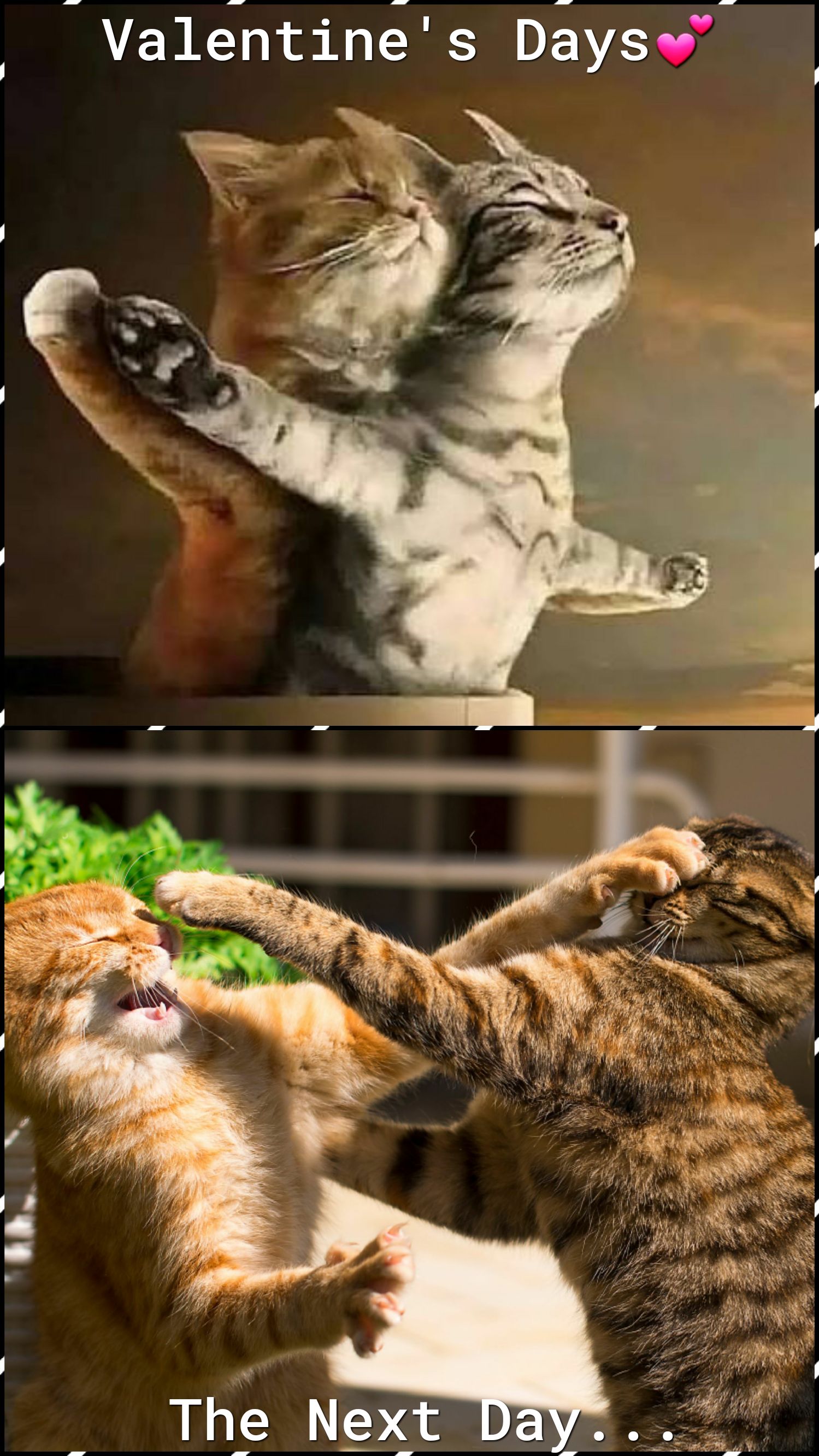 Valentine's Days💞
The Next Day...